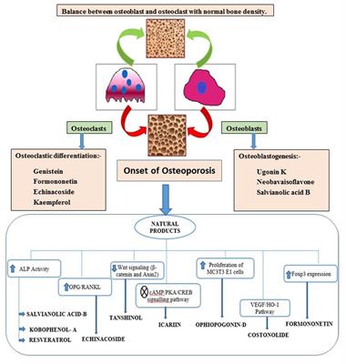 Bone Health and Natural Products- An Insight